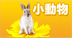 小動物